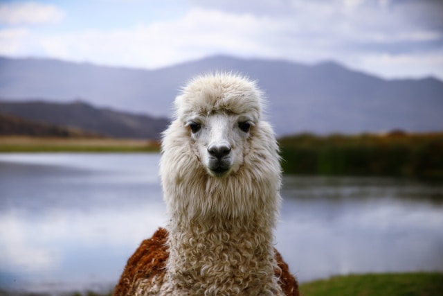 A photograph of a llama looking directly at the camera in front of lake and a background of mountains. Photo by Paul Lequa on Unsplash.